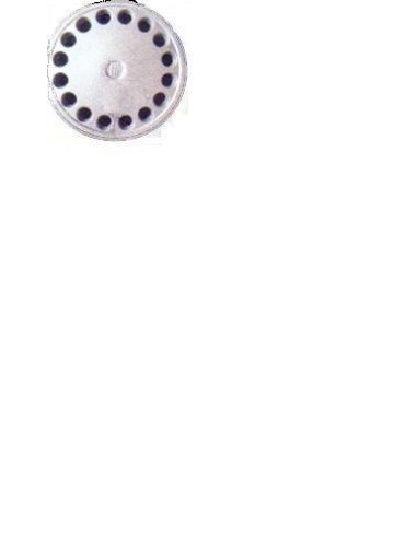 BORCHIA ALFA 33/75/164